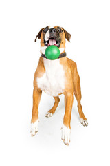 Funny Boxer Dog Catching Ball