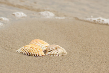 Fototapeta na wymiar Seashells at beach by sea, summer and vacation concept