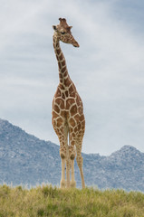 Giraffe Standing Tall and Proud