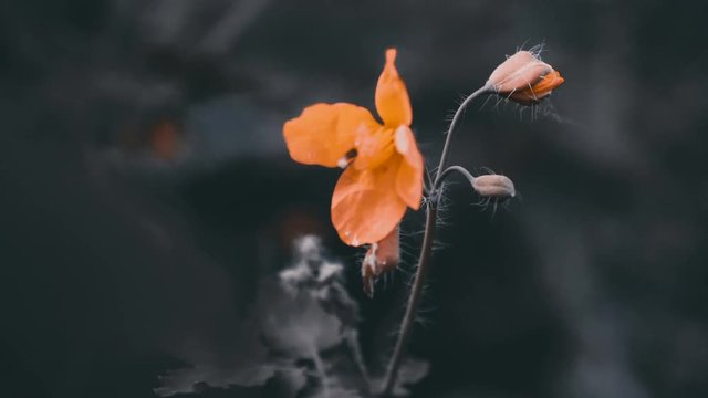 Orange flower colove