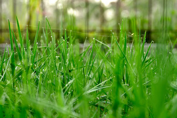 Morning dew on grass leaves