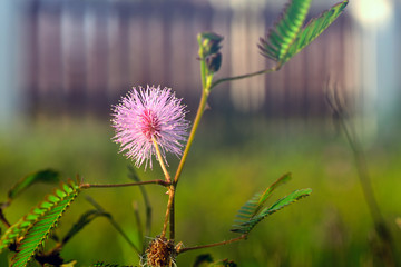 Flower heads of Mimosa pudica, Sleepy Plant