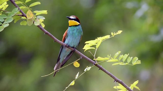 European bee-eater ( Merops apiaster )