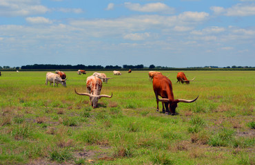 Longhorn Herd Eating/Group of Longhorn cattle grazing in a field