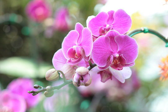 Fototapeta Close-up of pink orchid phalaenopsis. Bouquet of flowers orchids.