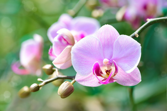 Fototapeta Close-up of pink orchid phalaenopsis. Bouquet of flowers orchids.