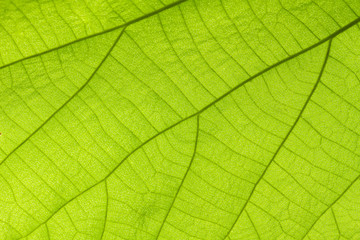 Naklejka na ściany i meble Patterns on leaves in nature
