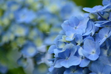 Hydrangea is the flower in rainy season of Japan.