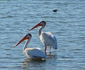 Pair of Pelicans