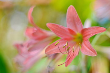 Fototapeta na wymiar Pink amaryllis