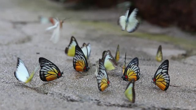 Colorful butterfly standing and flying over floor