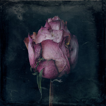 Rose, dry