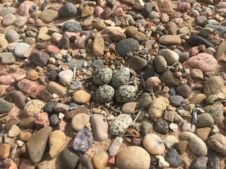 Killdeer Nest in Baca County