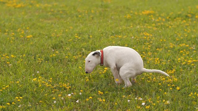 The dog shit's on the lawn