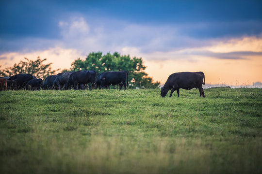cows grazing at sunset with clouds