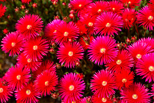Red Ice Plant (Drosanthemum Floribundum), Flower background