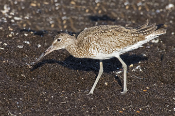 Willet on Beach