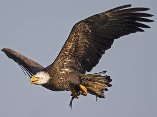 Bald EAgle in Flight with Fish