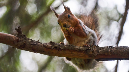 Squirrel sits on a tree