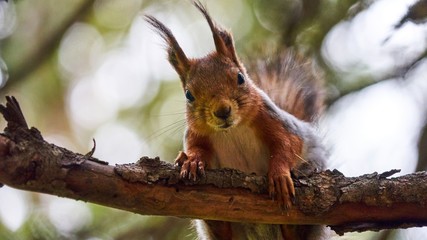 Squirrel sits on a tree