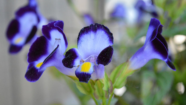 Torenia Garden Flowers