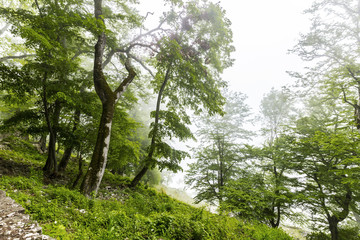 beautiful green landscape of misty wood