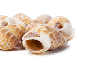 Seashell isolated on white background