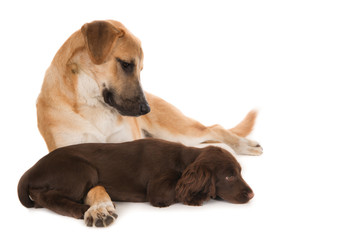 Nine months old crossbreed pup looking at four months old cocker spaniel puppy. Isolated on white.