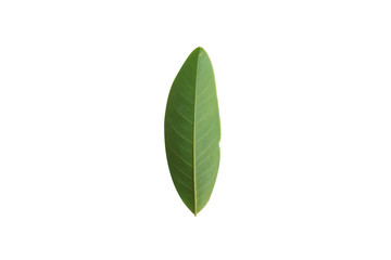 Fototapeta na wymiar green leaf isolated white, fresh concept