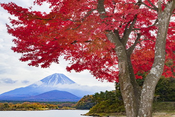 富士山と紅葉　山梨県精進湖にて