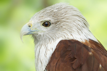 Hawks are staring in nature,Haliastur indus (Brahminy Kite)