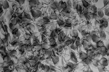 Beautiful bright pink carnation petals on dark background. Vintge image style