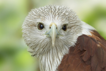 Hawks are staring in nature,Haliastur indus (Brahminy Kite)