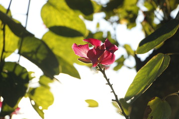 Pink Flower and Green Leafs