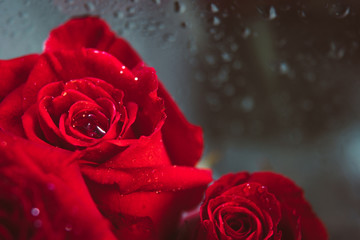 Close up image of red roses and water drops after the rain. High contrast image style