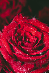 Top view and close up image on bright Red Rose and water drops for Valentine's Day