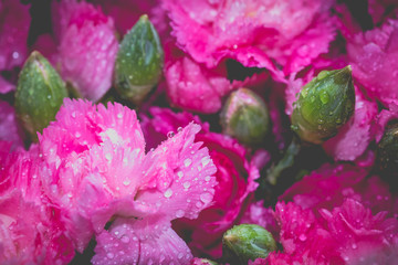 Beautiful bright pink carnation with water drops on petals