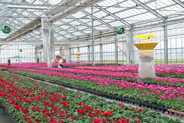 シクラメン農家