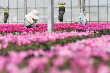 シクラメン農家