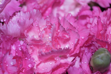 Beautiful bright pink carnation with water drops on petals