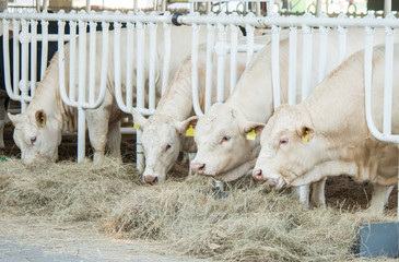 Aberdeen Angus calves in feedlot - 161930759