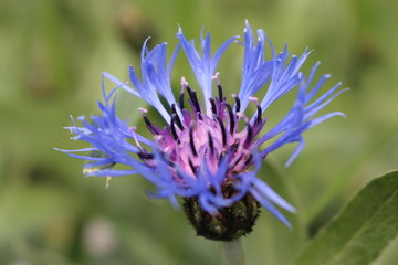 Василек горный