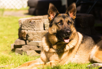 Purebred German Shepherd Dog Canine Pet Laying Down