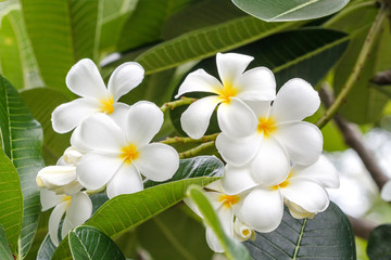 Fototapeta na wymiar Plumeria flower white tropical flower