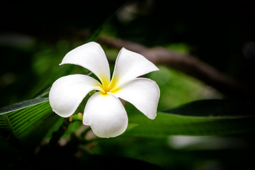 Plumeria flower white tropical flower