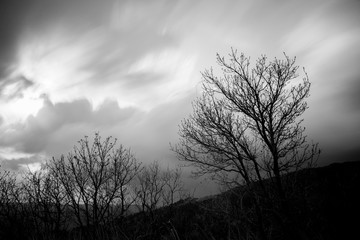 Long exposure photo of some trees, with moving clouds
