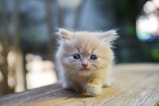 Baby Munchkin Cat,Lovely,Thailand.