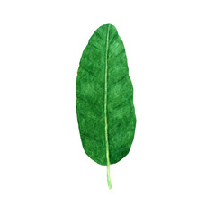 Obraz premium Hand drawn watercolor tropical banana leaf isolated on the white background. Vector.