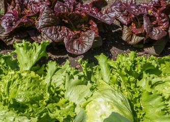 Obraz premium Lettuce plants in a raised bed at the herb garden at the Convent Inzigkofen on Upper Danube Valley, Swabian Alb, Baden Wuerttemberg, Germany, Europe