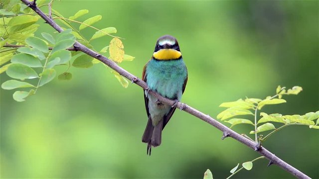 European bee-eater ( Merops apiaster )